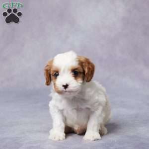 Sal, Cavapoo Puppy